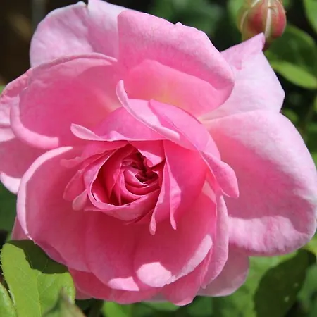 Shelter Διαμέρισμα *